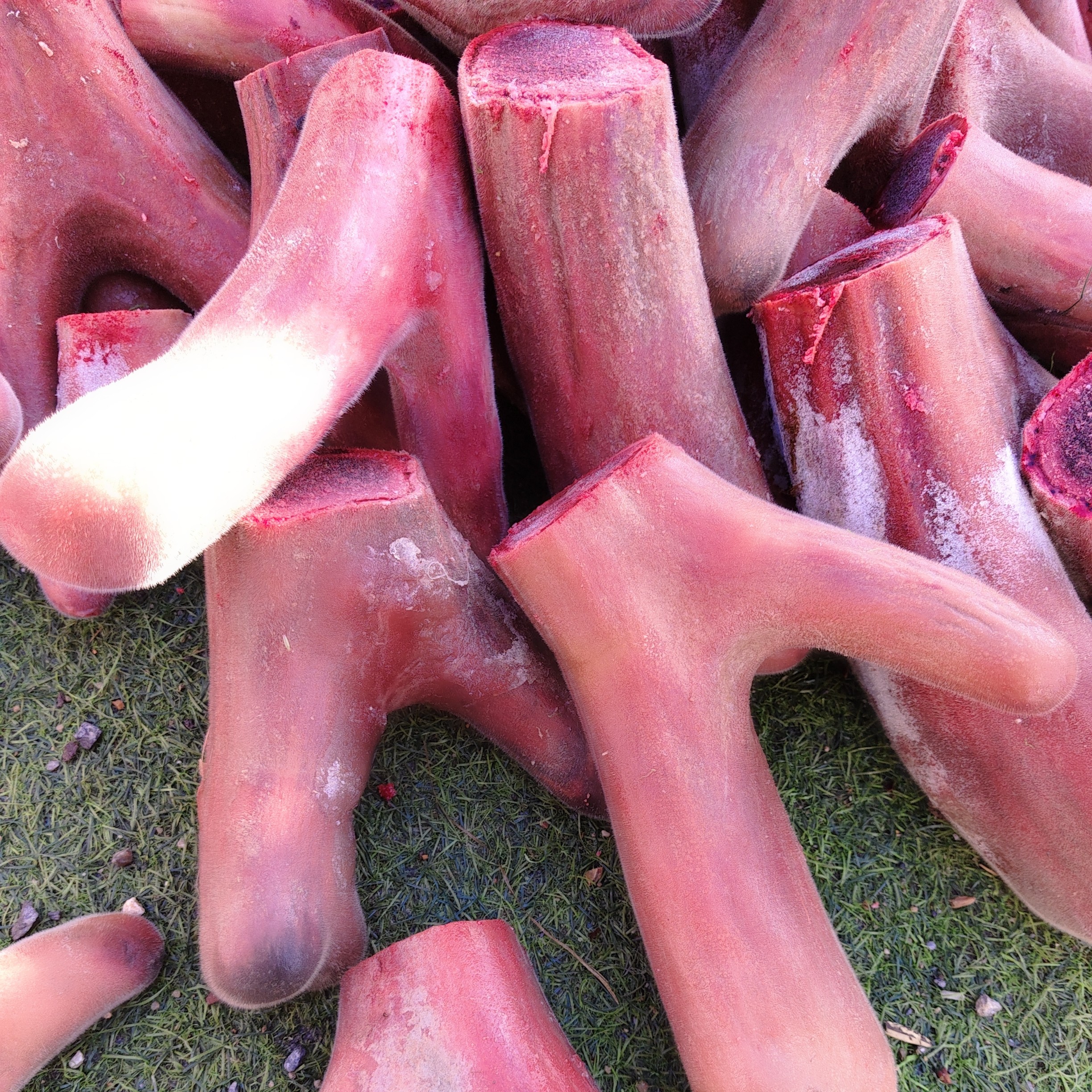 鹿乡 新鲜鹿茸 现场称重 元宝头