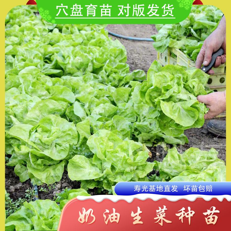 四季奶油生菜种子可生吃阳台盆栽夏季耐热生菜籽农家蔬菜种子大全
