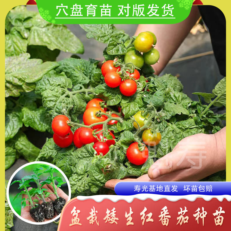 四季番茄种子矮生小番茄籽西红柿圣女果籽种庭院阳台盆栽水果种苗