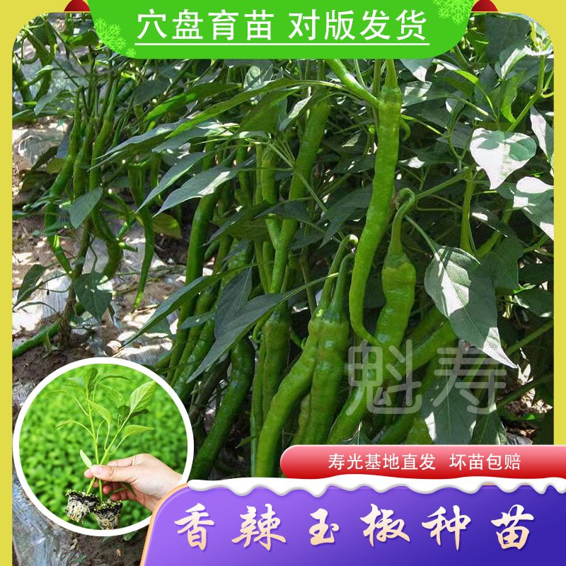 种都高科 香辣玉种苗 条椒线椒辣椒种子F1 辣味浓 抗病强 高产