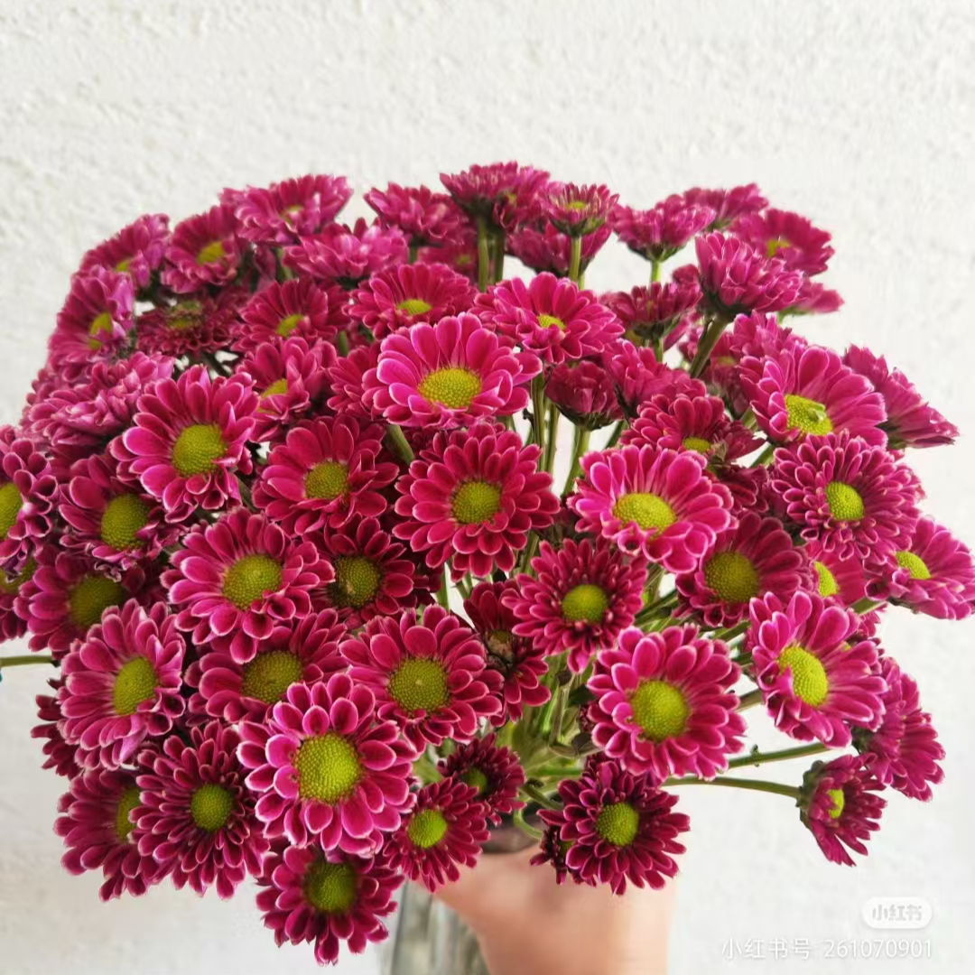 【吉祥】+【玲珑】阳台庭院地栽盆栽花卉绿植