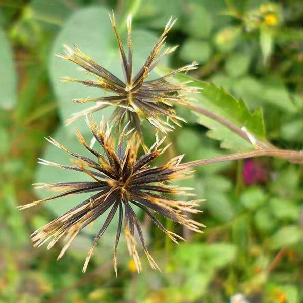 农村原生野生新鲜鬼针草四方枝三叶顺丰包邮