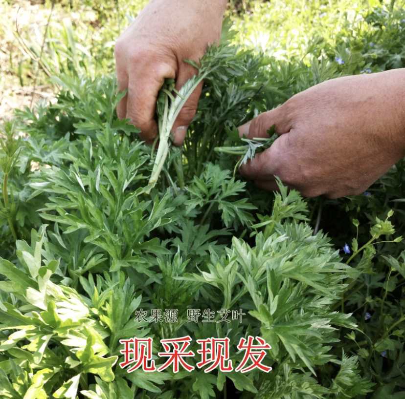 新鲜艾草叶嫩野生艾草食用青团果 粑粑青团艾绒草叶1000g包邮野菜