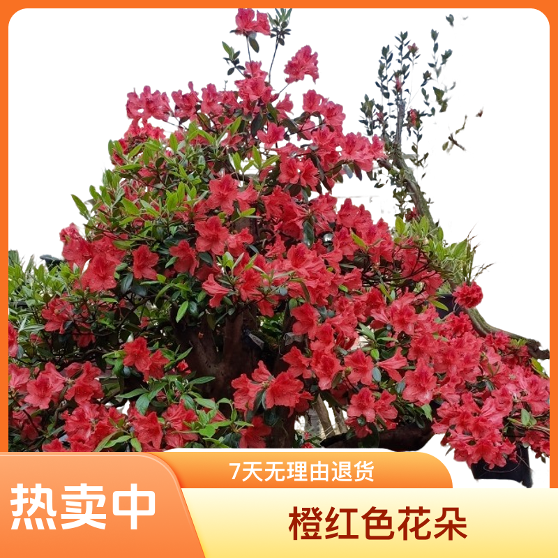 水边红夏鹃盆景自然造型室内观赏植物