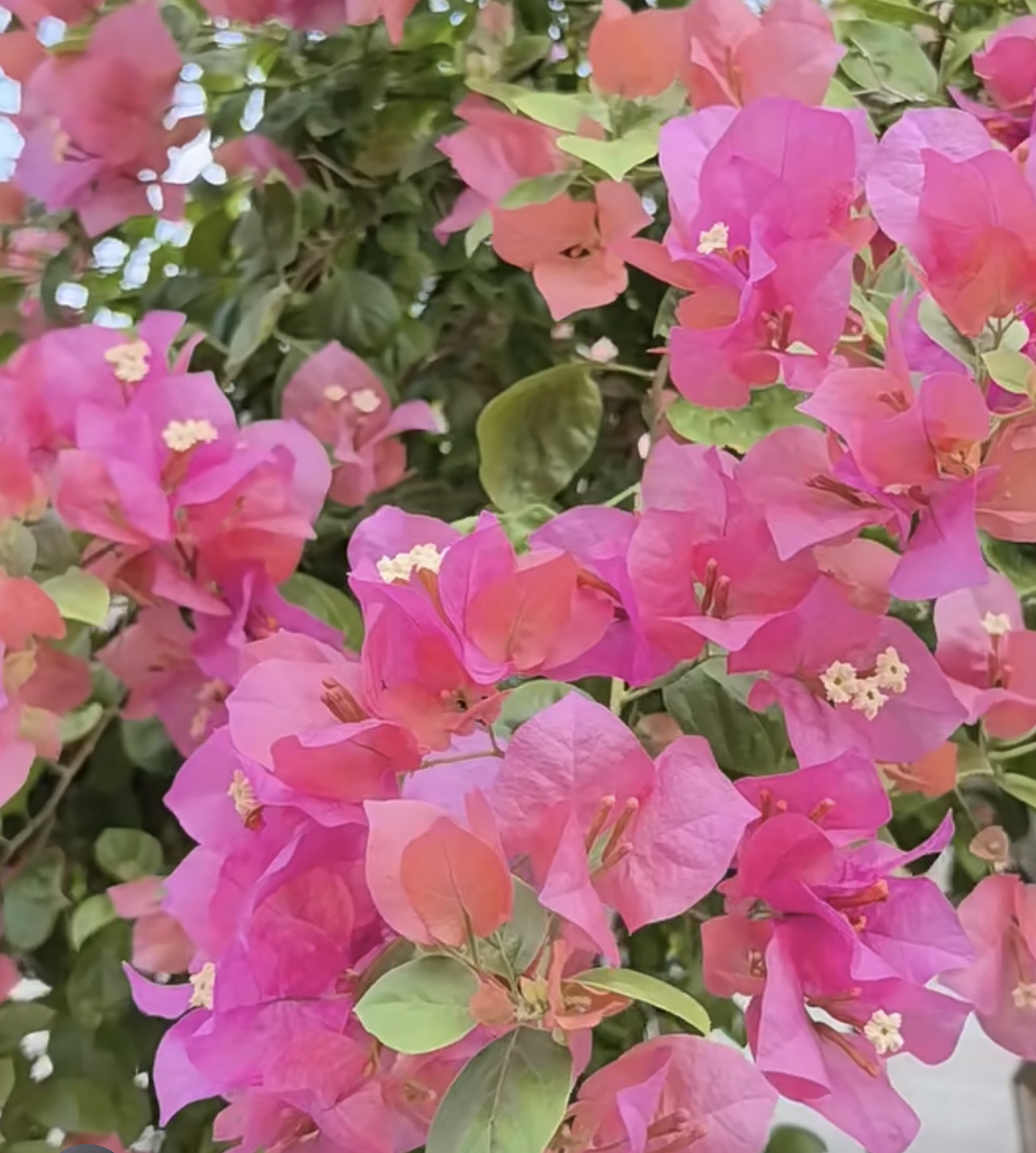 【水果酒】扎林西瓜三角梅可飘枝垂吊爬藤懒人新手小白好养开花