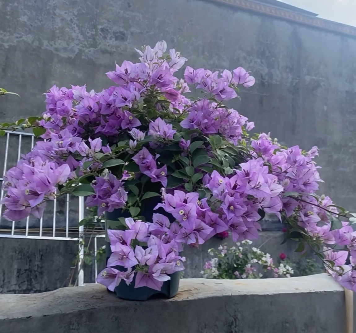 【雪紫】三角梅可飘枝垂吊爬藤懒人新手小白好养开花
