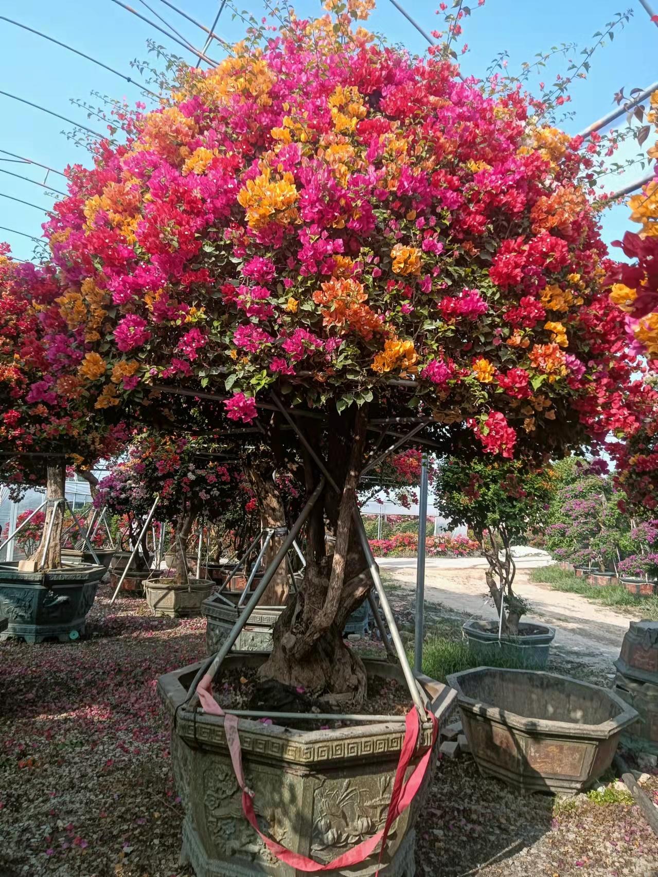 三角梅盆景苗木树木绿植盆栽（一物一拍）