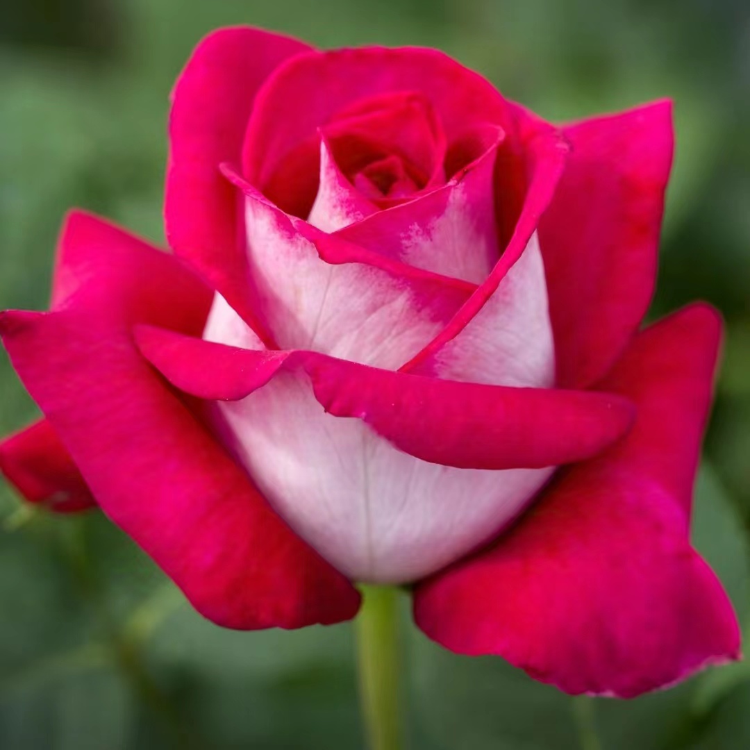 双十一专属福利 2盆起拍（菊苗）