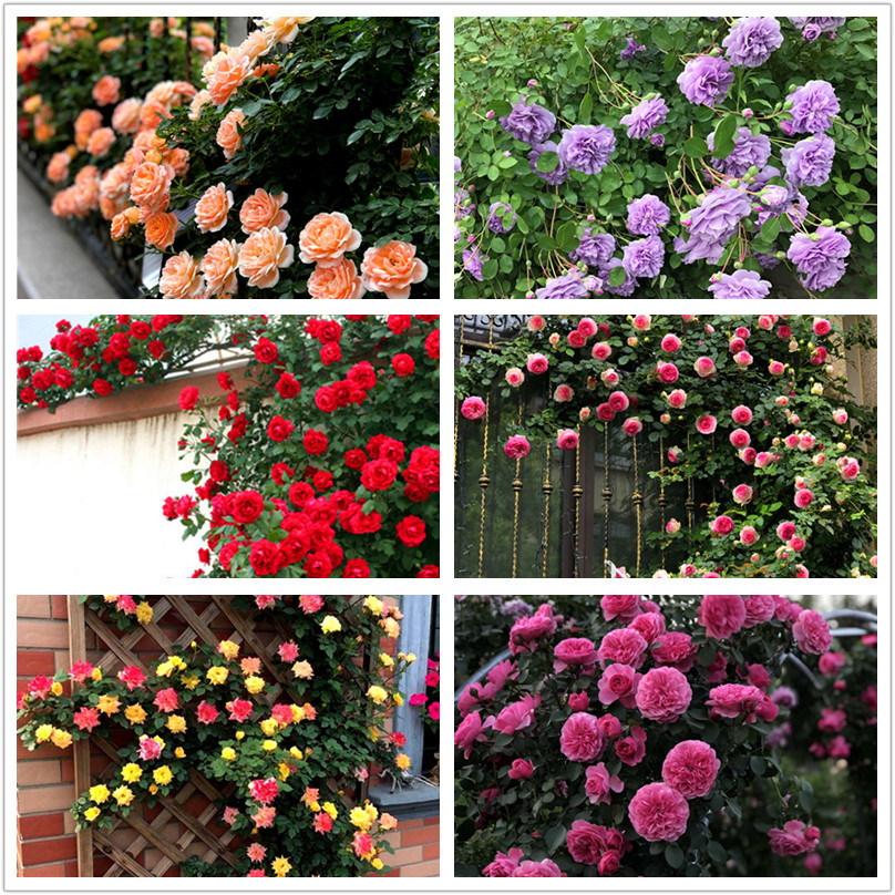 精品月季花大苗-蔷薇月季玫瑰四季开花庭院藤本月季花苗花卉