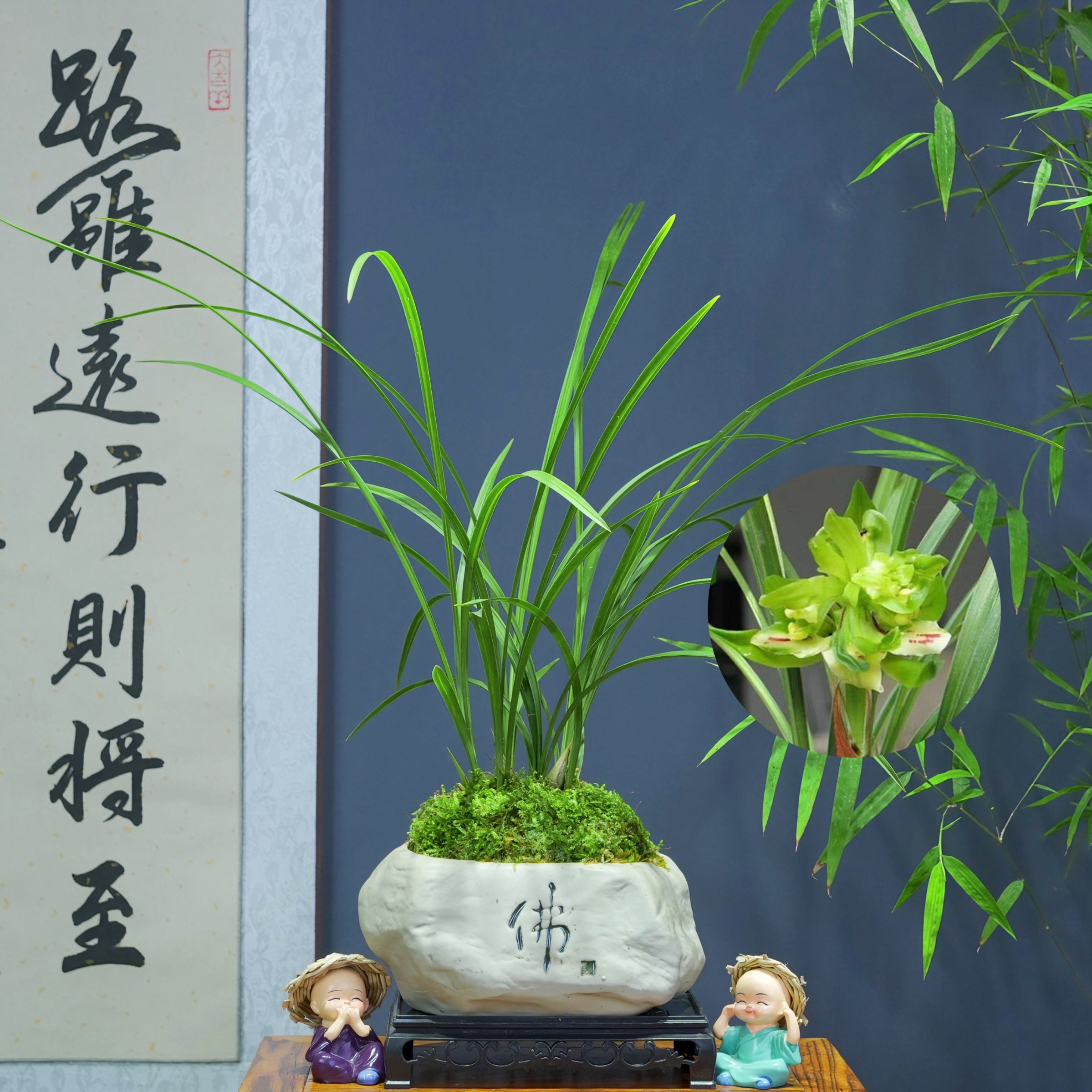 兰花[余蝴蝶]带花苞浓香型带陶瓷盆种好勤花勤芽好养易活
