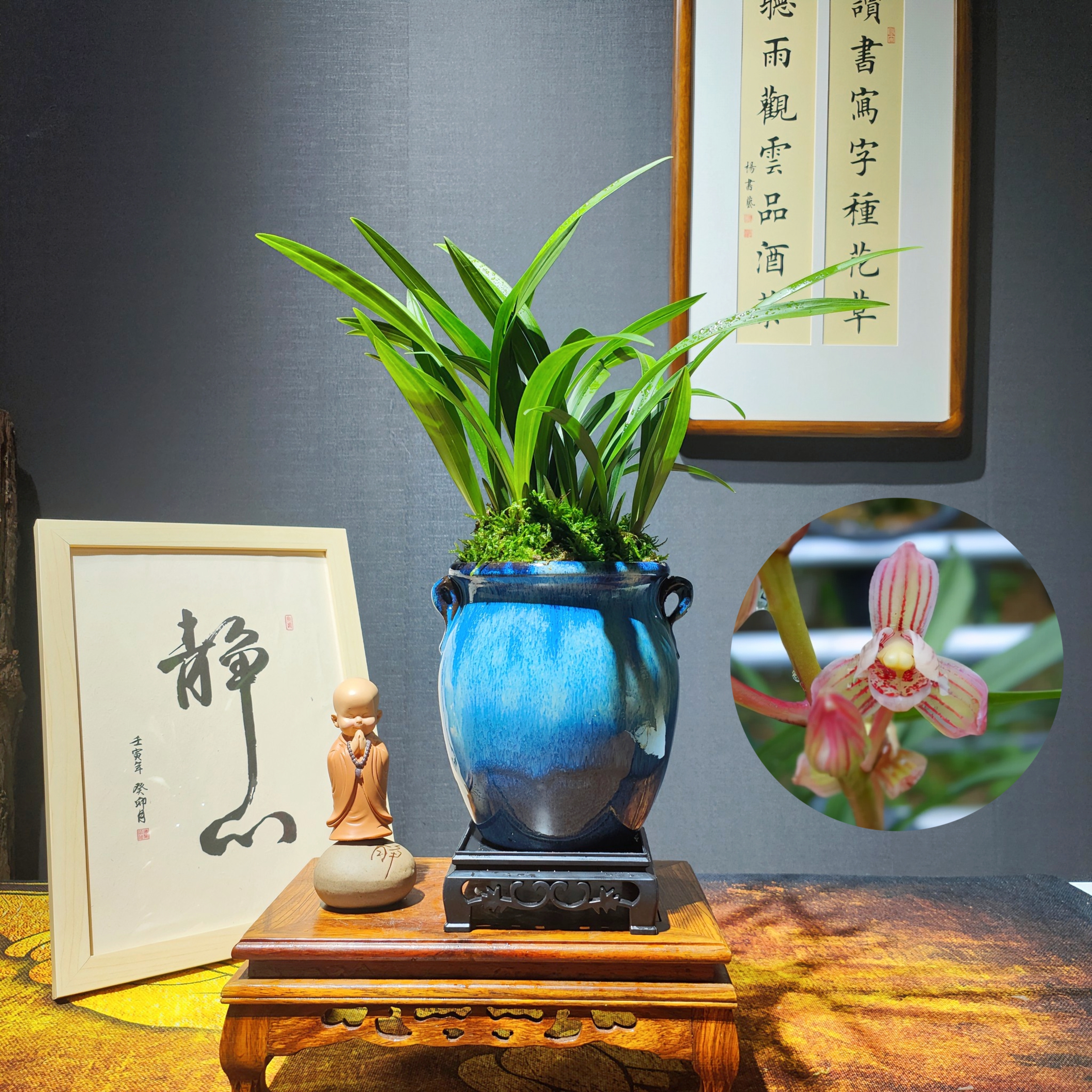 建兰七彩玲珑金荷浓香荷瓣勤花勤芽易栽培夏季花期可多次反复开花