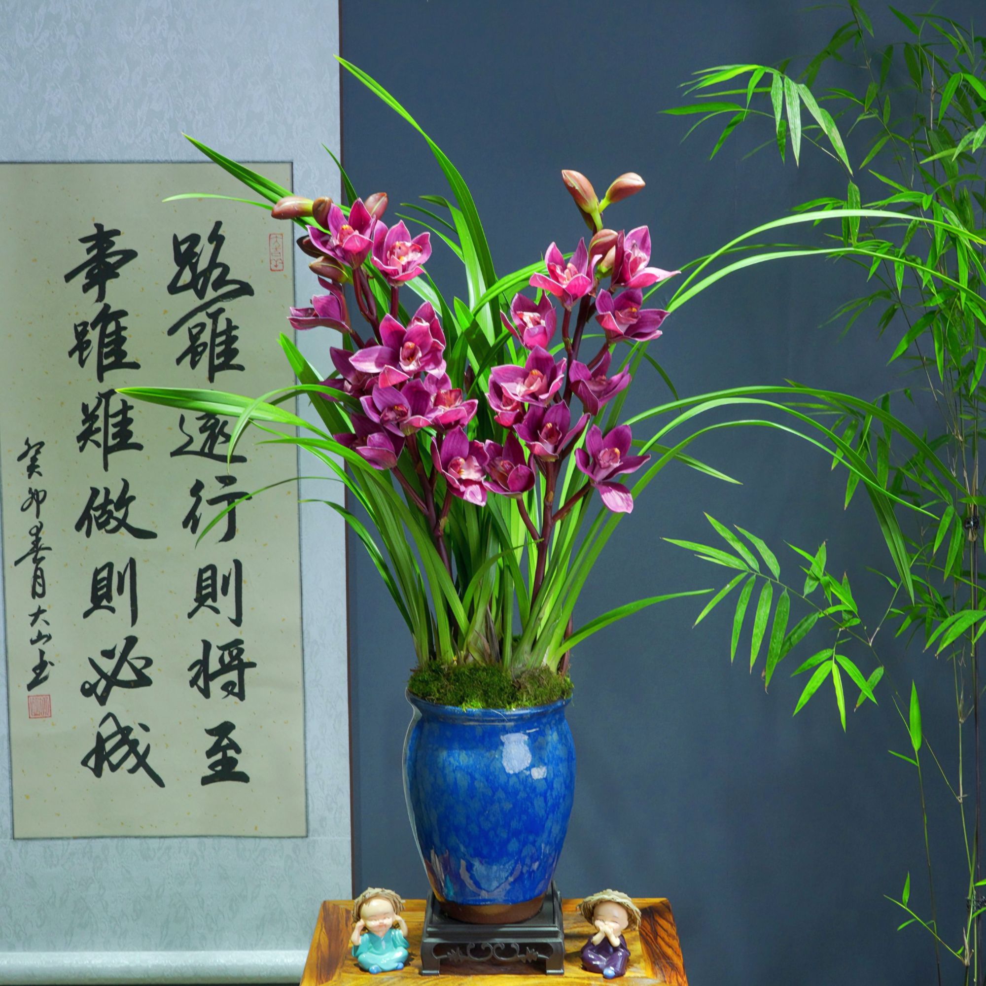 [年宵花]兰花[富贵红室内办公室客厅盆景]勤花勤芽带盆种好