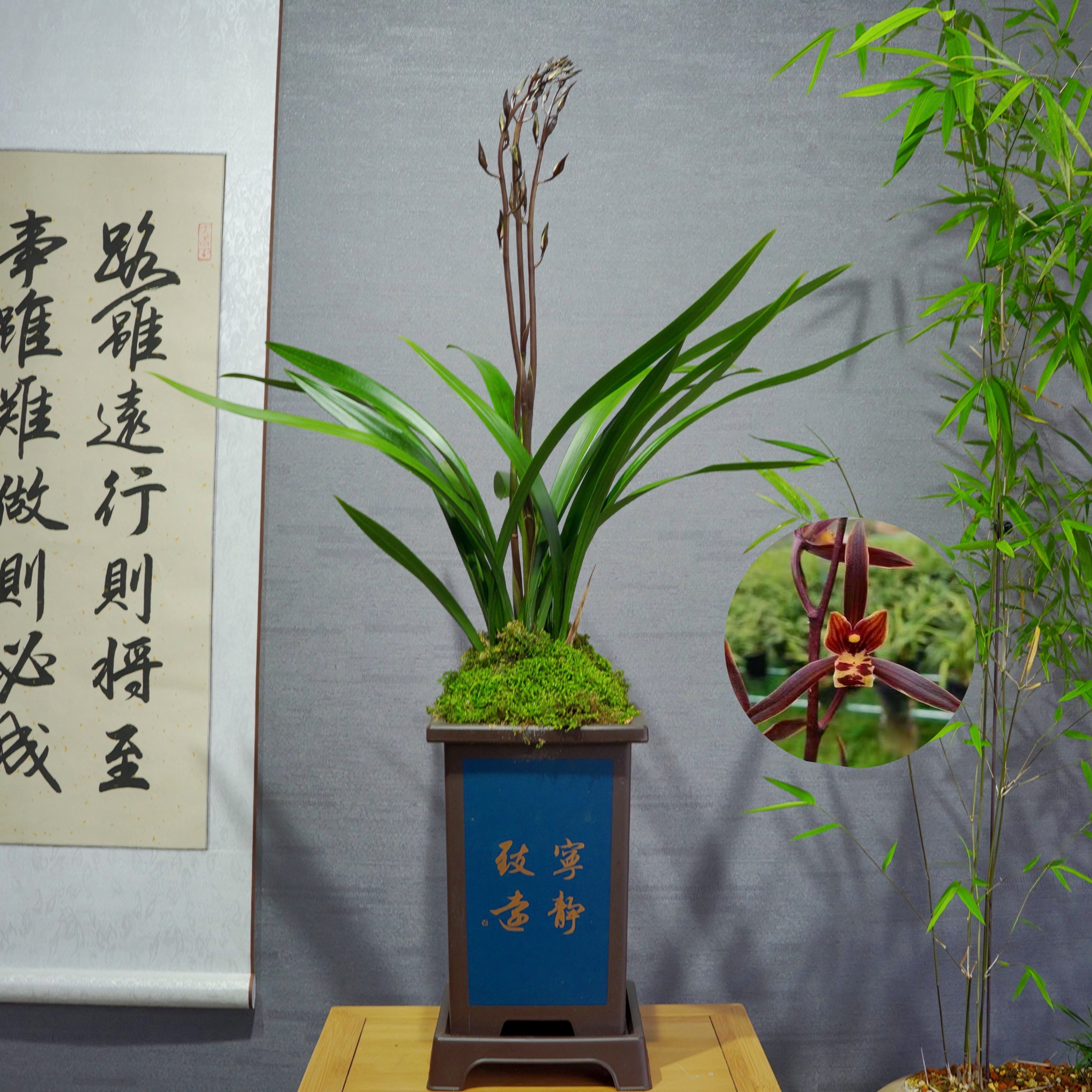 兰花[香香公主]带花苞浓香型带国风盆种好勤花勤芽好养易活