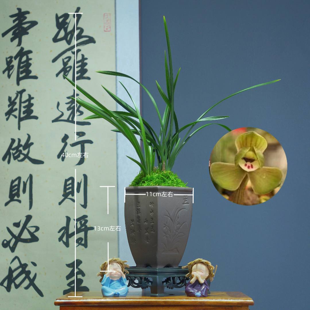 兰花[环球荷鼎]带六边兰陶瓷盆种好适合新手好养易活
