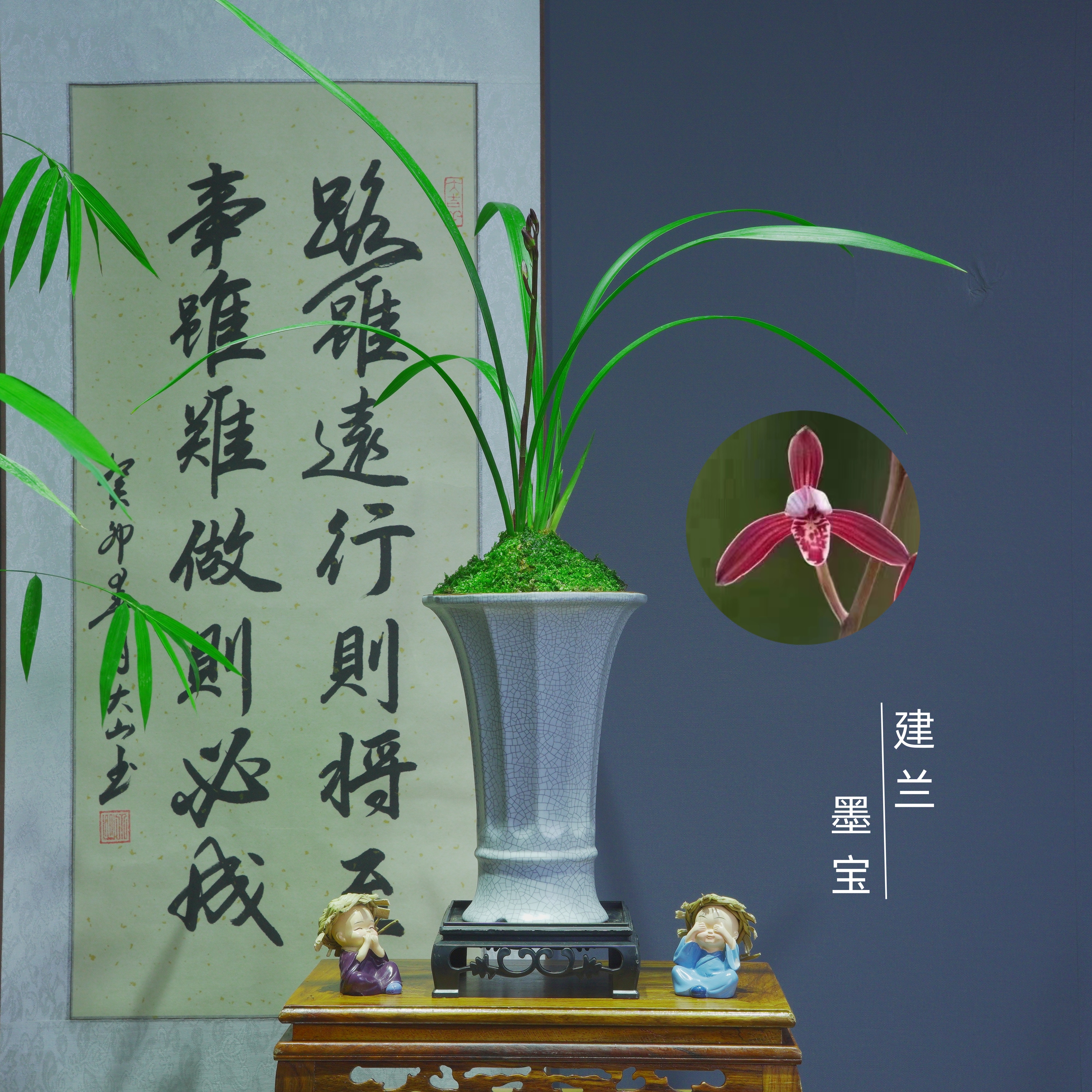建兰铭品[墨宝]带白色紫砂盆种好适合新手好养易活