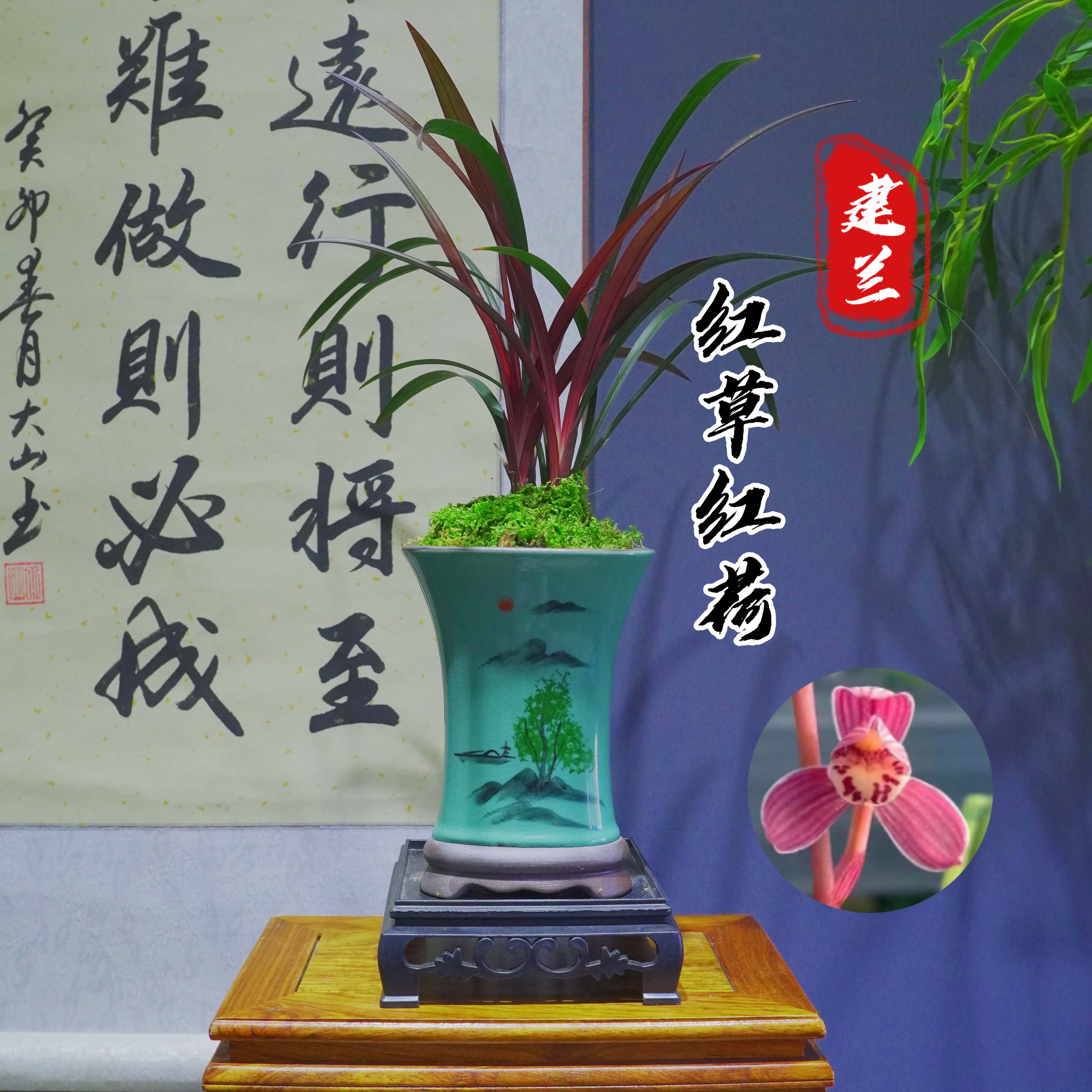  兰花建兰名品[红草红荷]带陶瓷盆种好适合新手好养易活养护四季