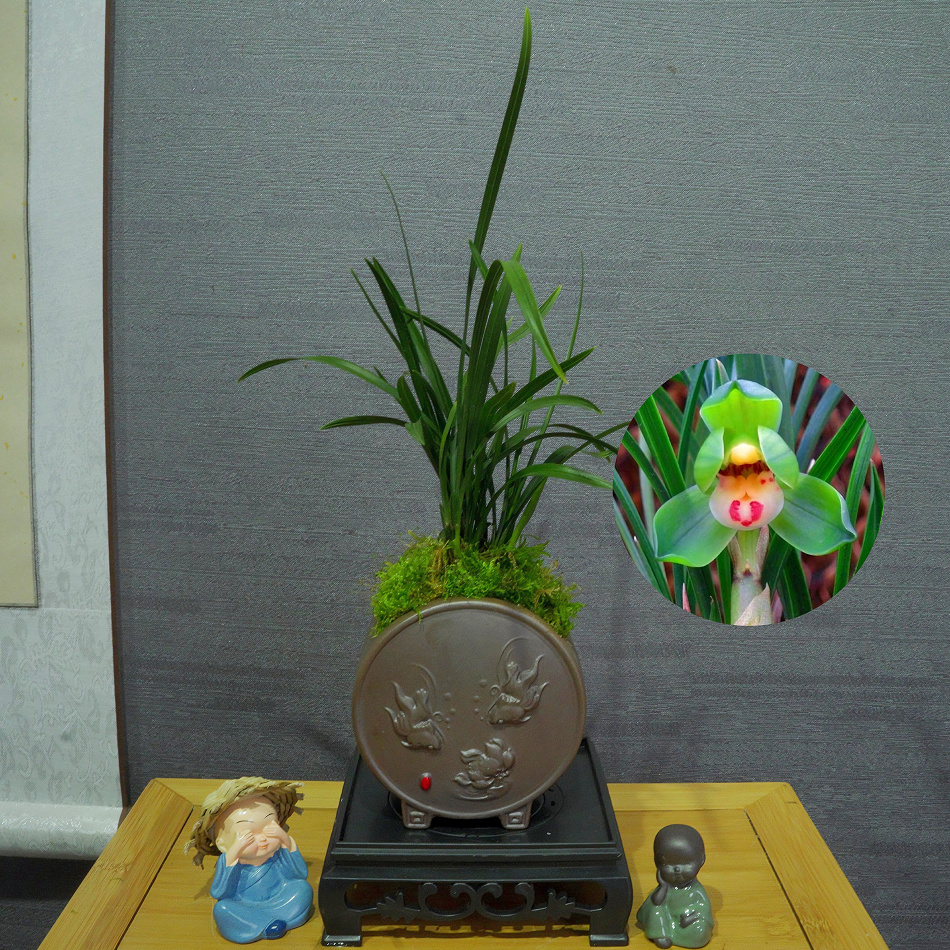 兰花[翠盖荷]带花苞浓香型带陶瓷盆种好勤花勤芽好养易活
