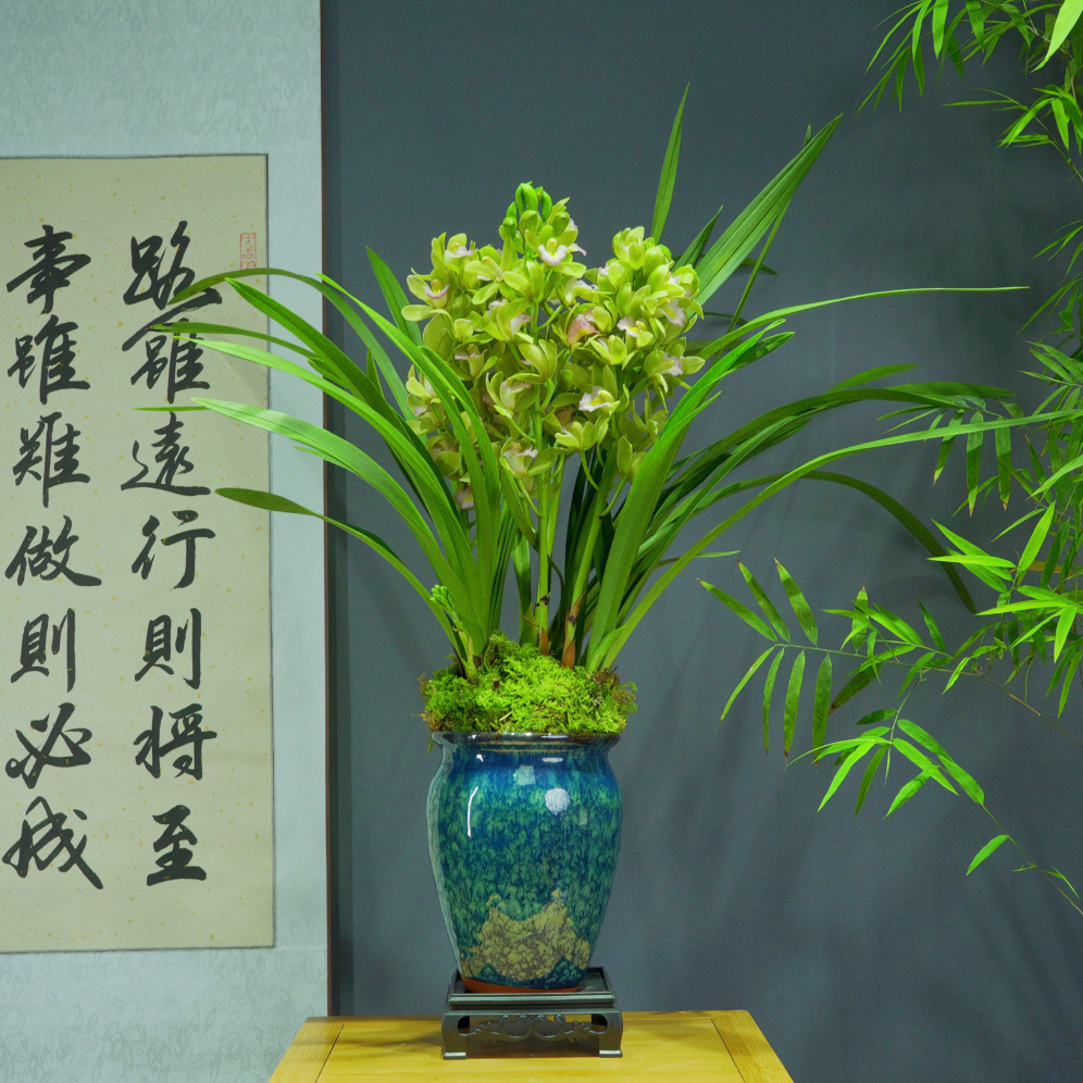 兰花[锦上添花]带花苞浓香型带陶瓷盆种好勤花勤芽好养易活