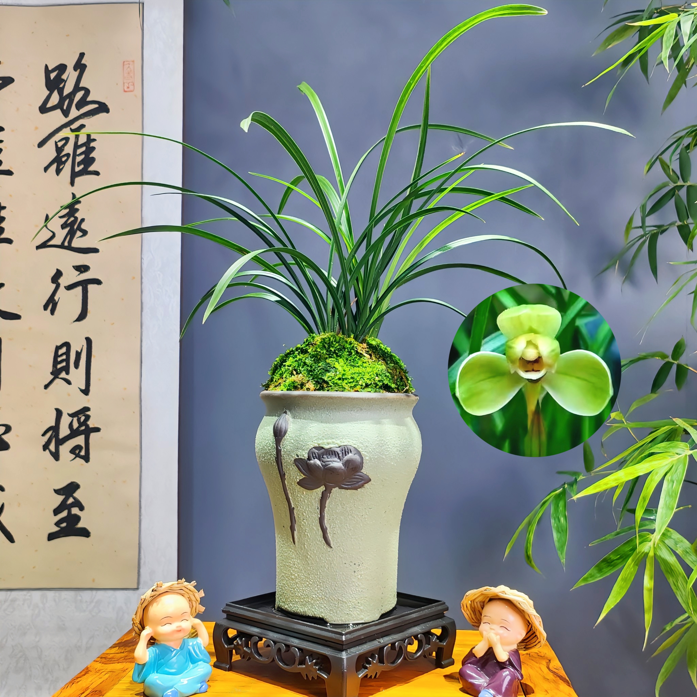 兰花春兰老八种[宋梅]浓香型梅瓣花经典品种带陶瓷花盆种好