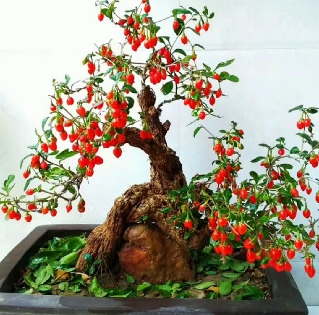 中华野生红枸杞盆景盆栽当年挂果