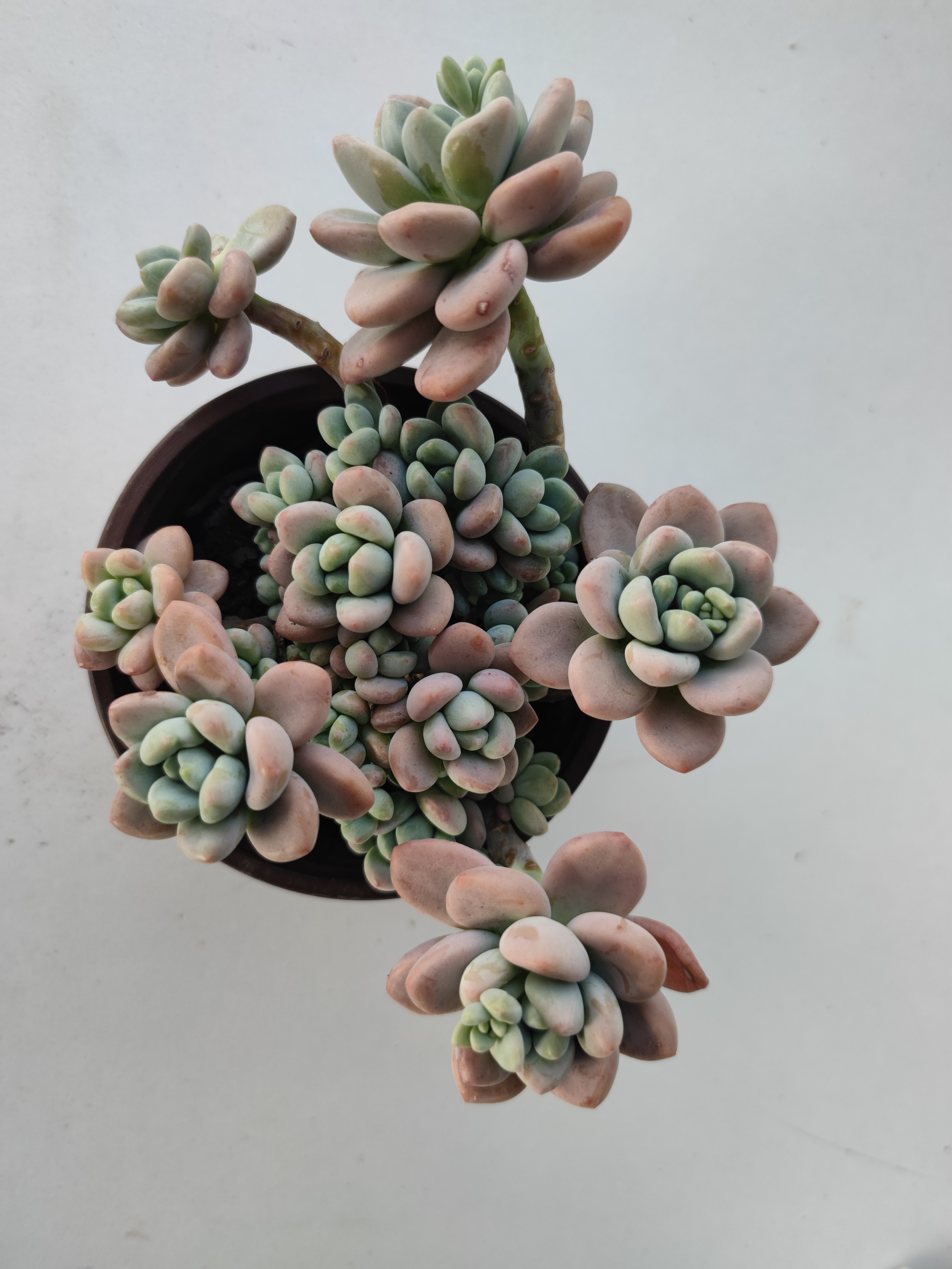 红洛神 满19.9包邮  多肉植物  直播间展示为标准