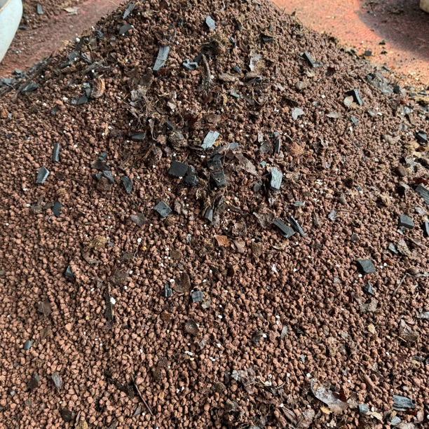 君子兰专用生根土（5斤）