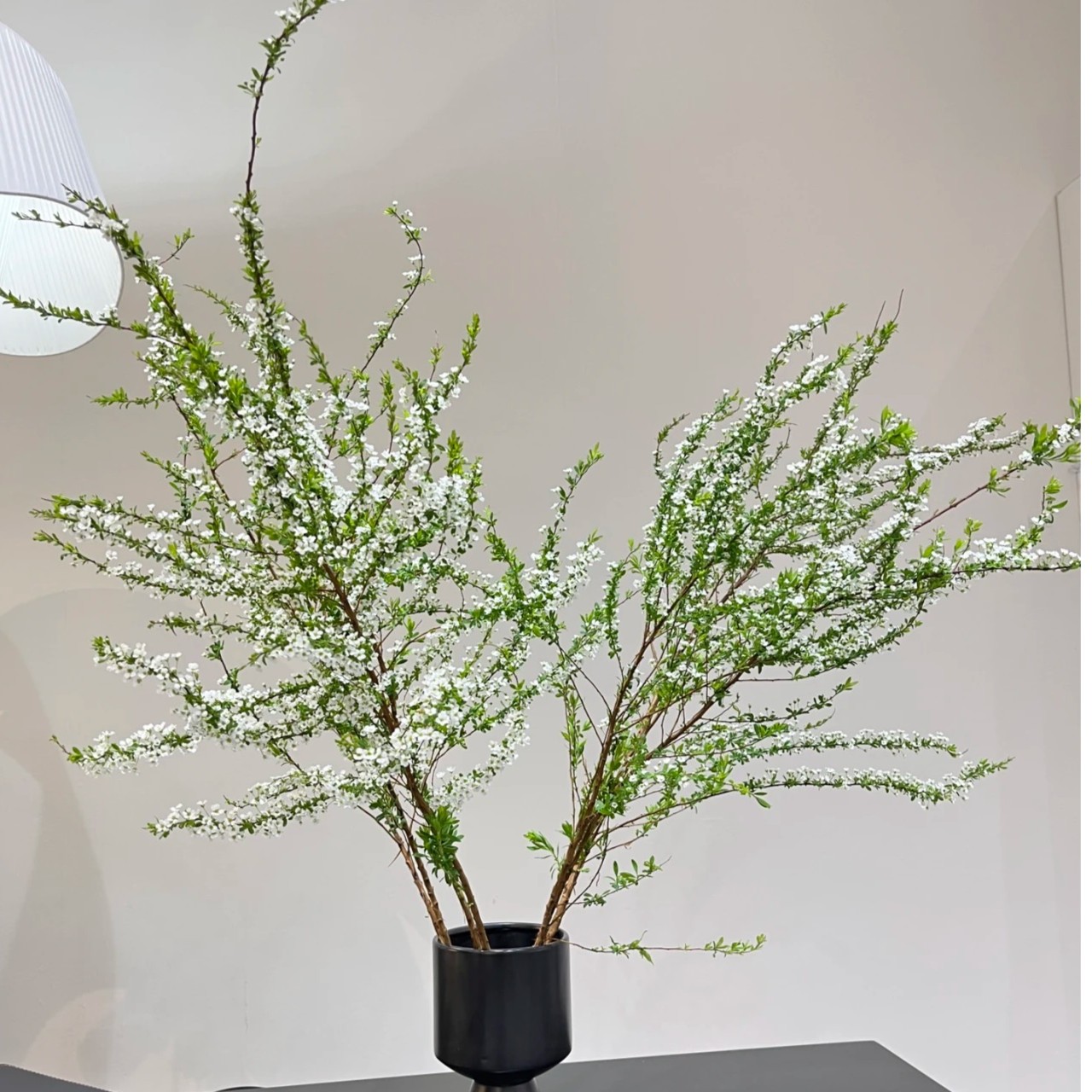 水培花雪柳干枝花耐寒花真花插水里可以开花干花遇水开花清香植物