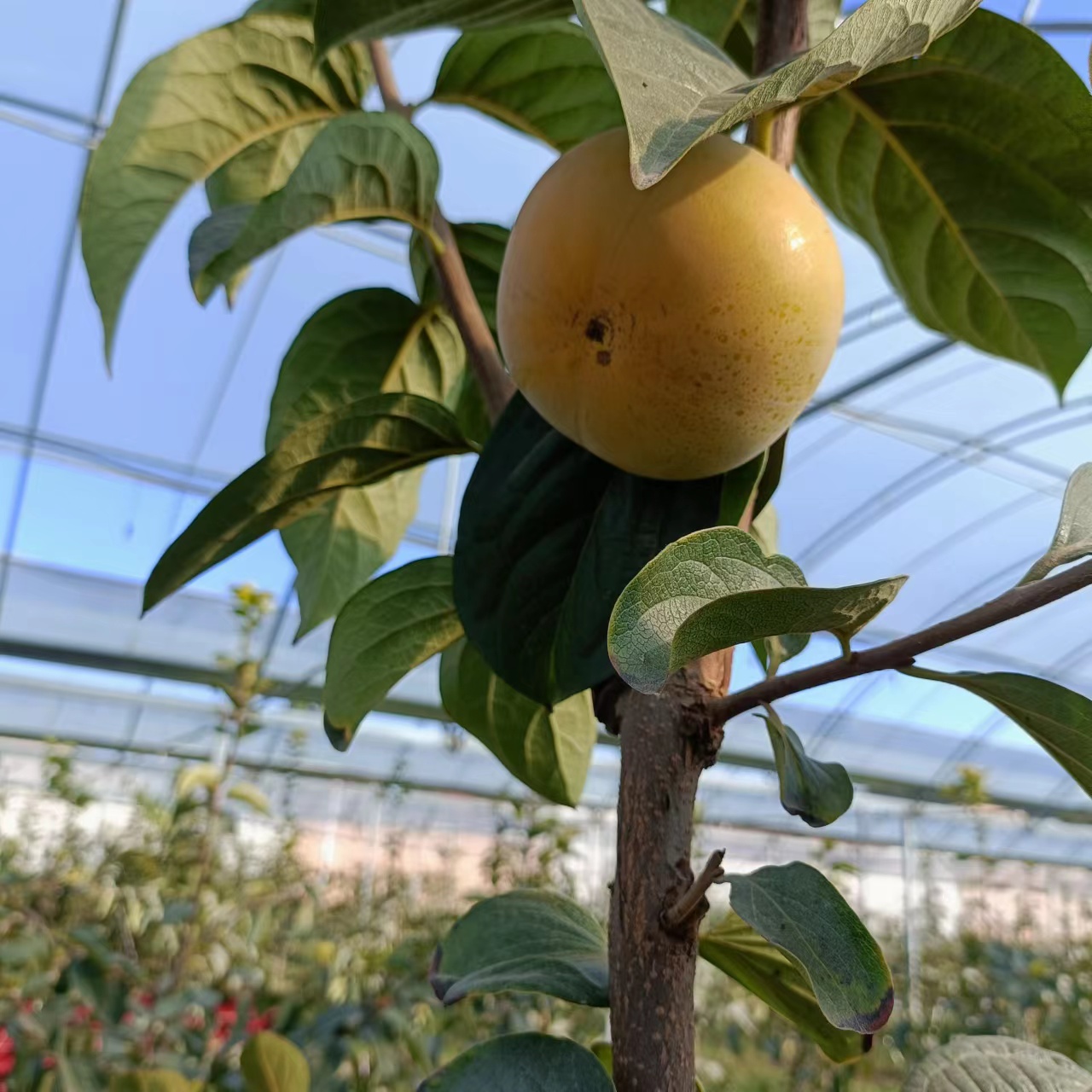 山西运城 大秋甜柿 高次果