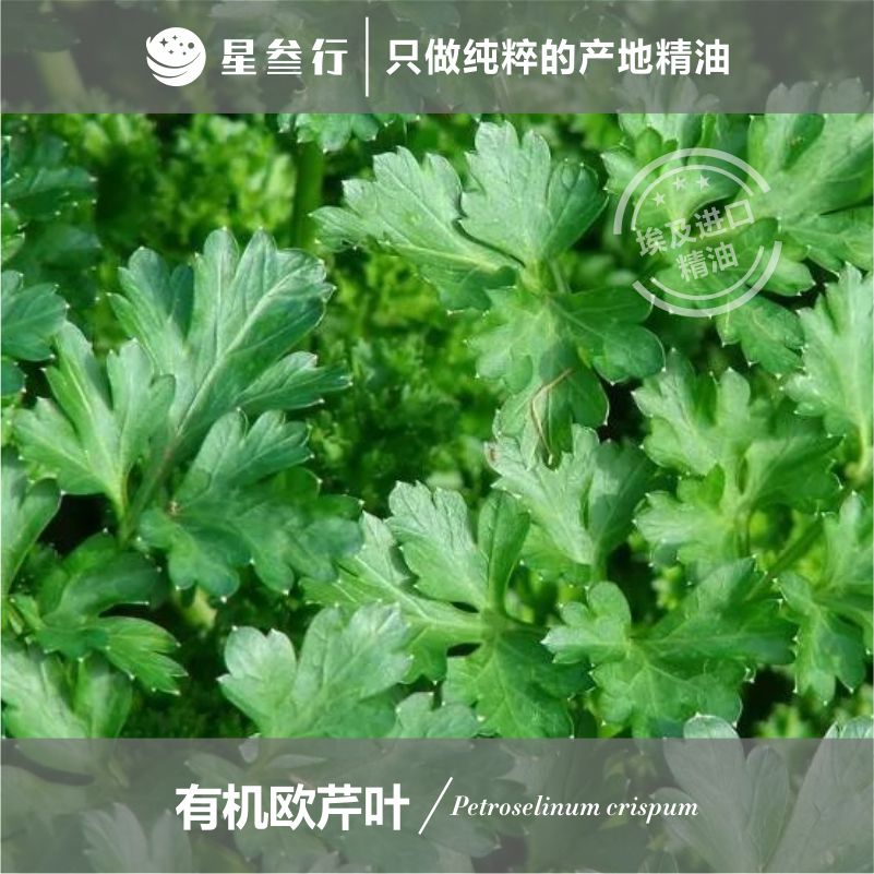 有机欧芹叶精油 埃及产地欧芹叶单方精油 植物单方精油