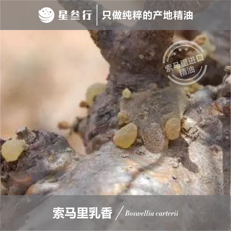 5ml小样索马里乳香精油 索马里乳香单方精油香薰护肤芳疗精油