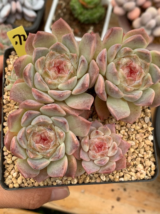 粉钻心冰魄无砍老桩172多肉植物