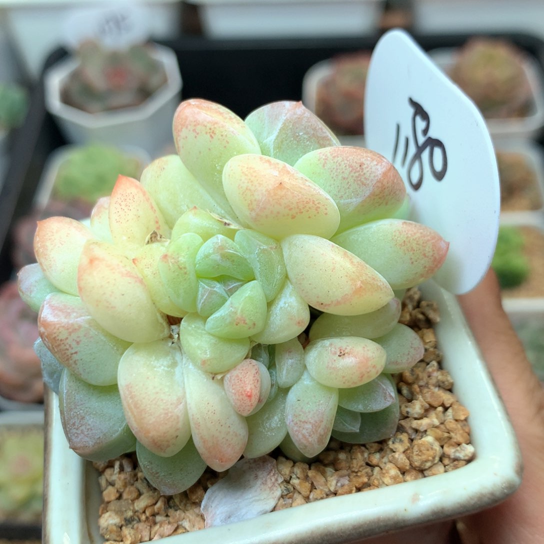 白透暗纹冰玉老桩1180多肉
