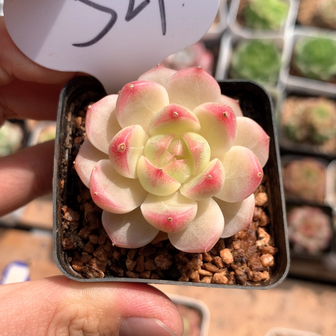 粉油透珍妮单头529