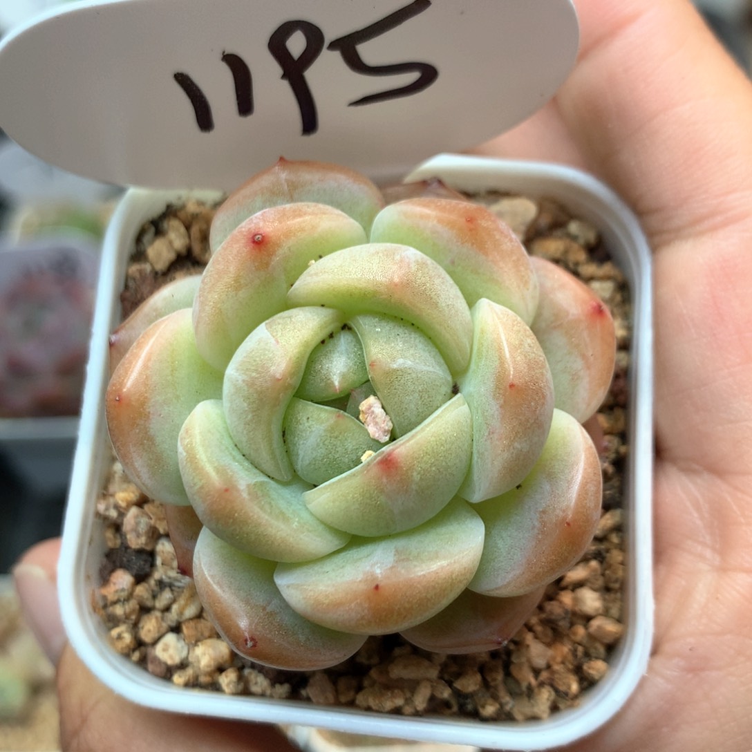 纯油透暗纹珍妮单头1195