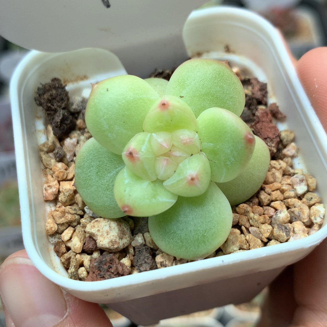 糯心暗纹珍妮单头467