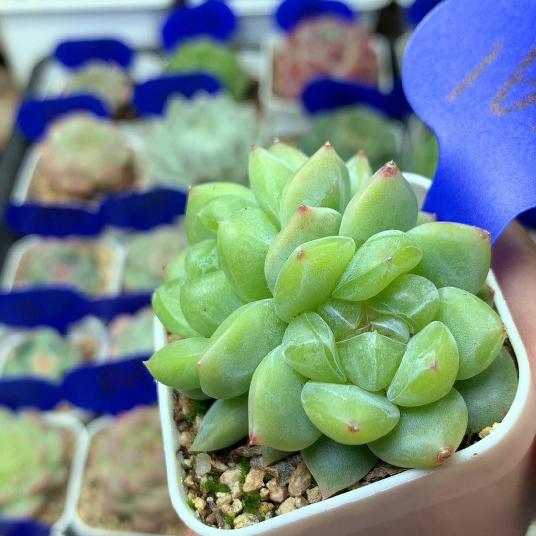 双头荆棘珍妮1624