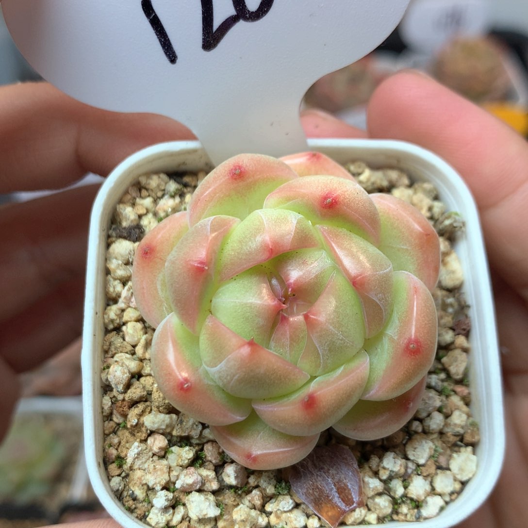 爱丽丝珍妮单头1200