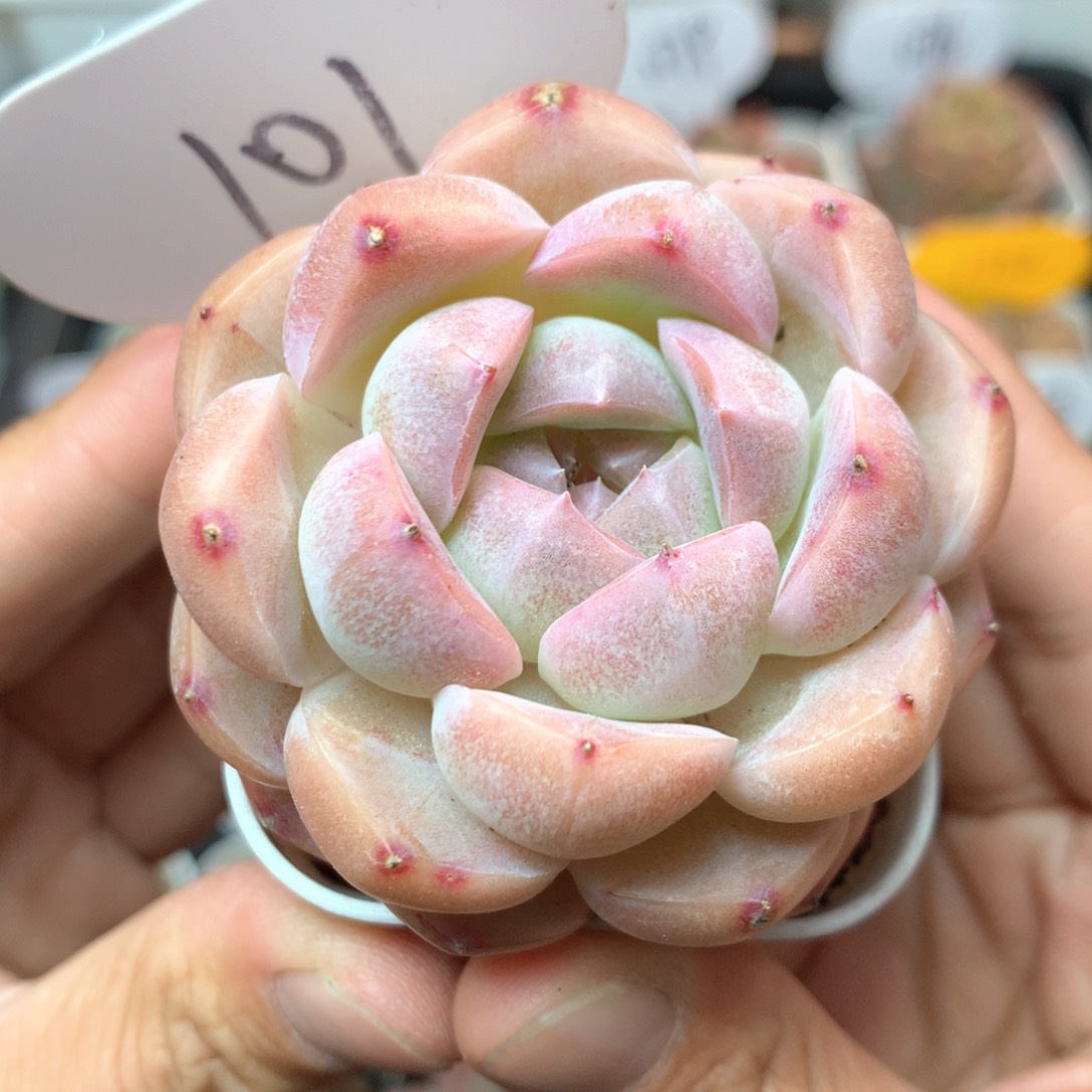 白粉透珍妮单头101