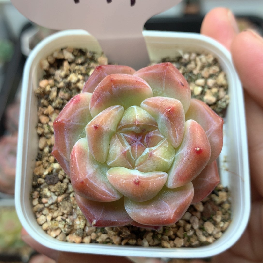 粉钻心刚毅模特1179