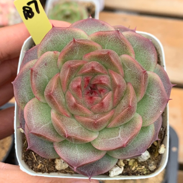 珍妮麦秆187多肉植物