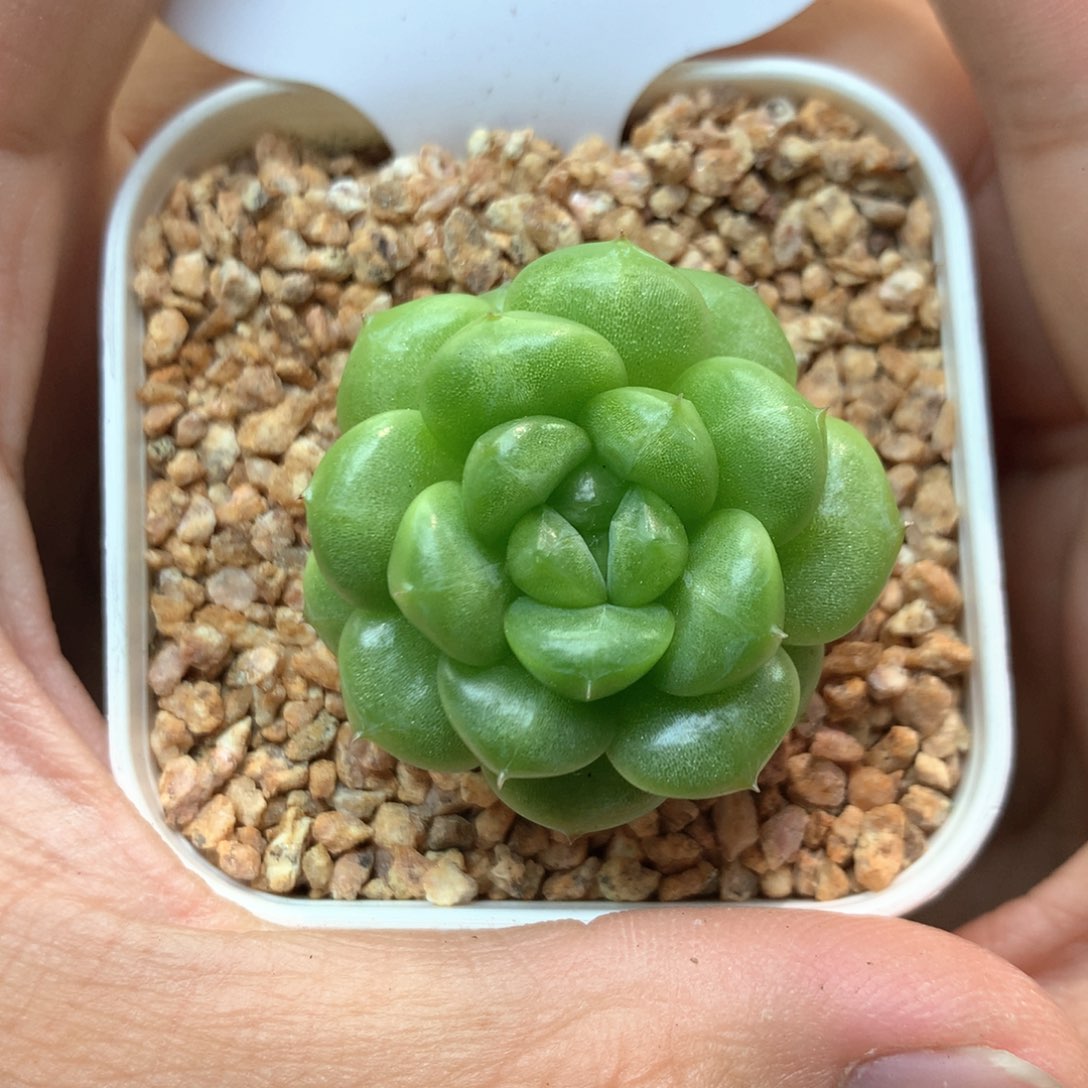 绿妖珍妮单头761