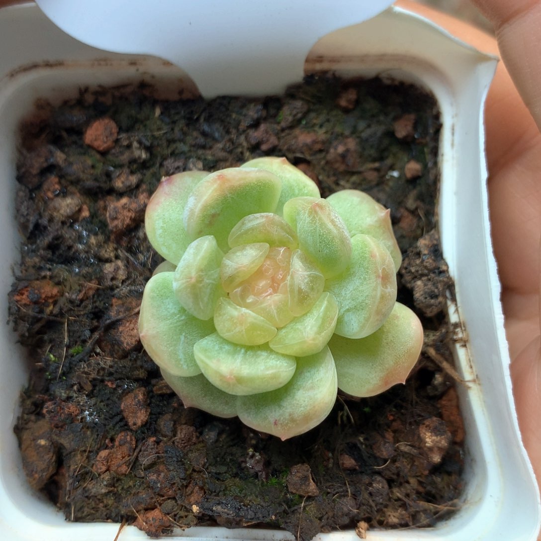 白色恋人单头1004