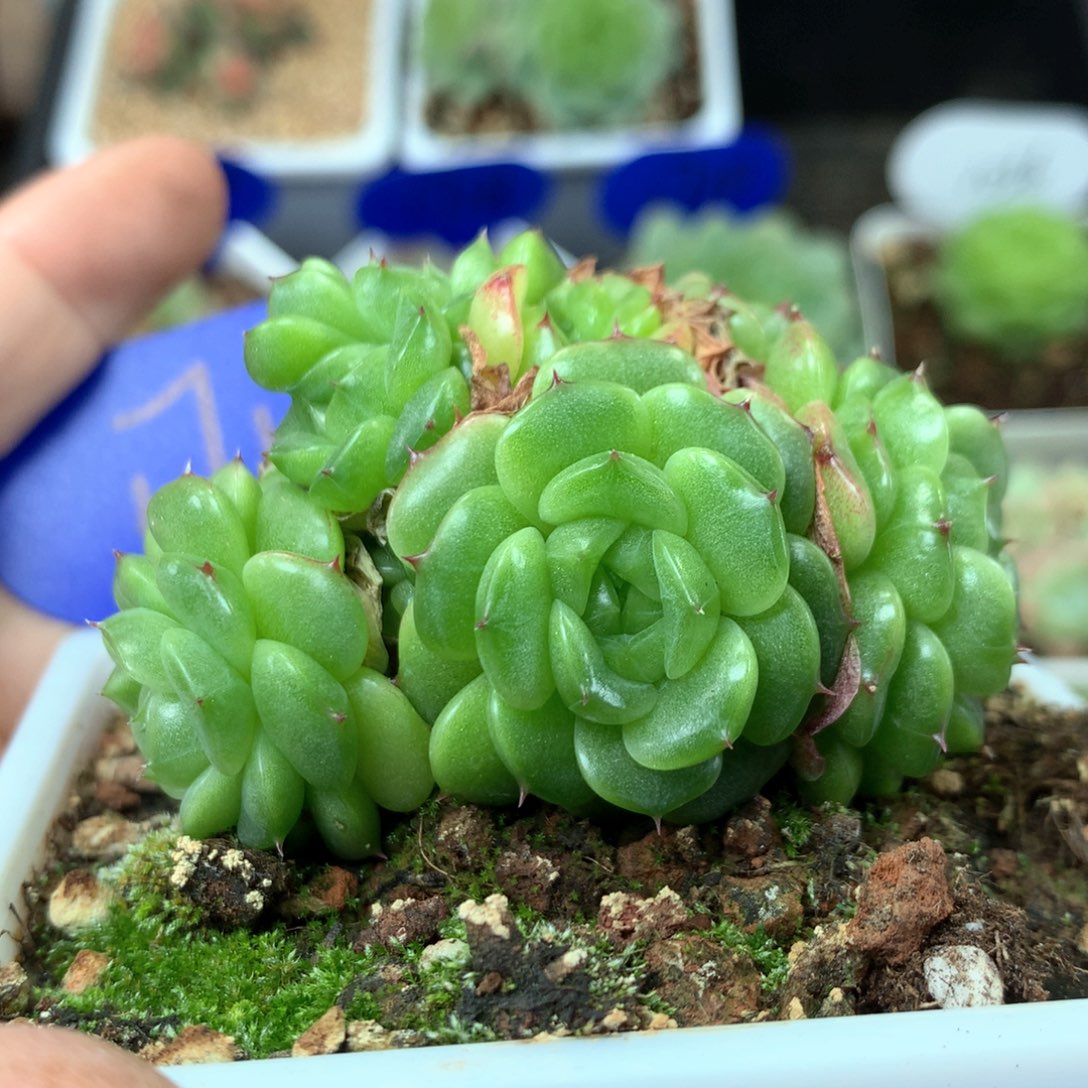 油透珍妮麦秆捧花群1713
