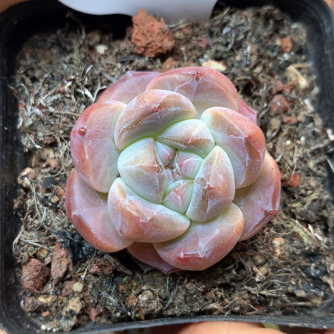 红油透暗纹珍妮单头962