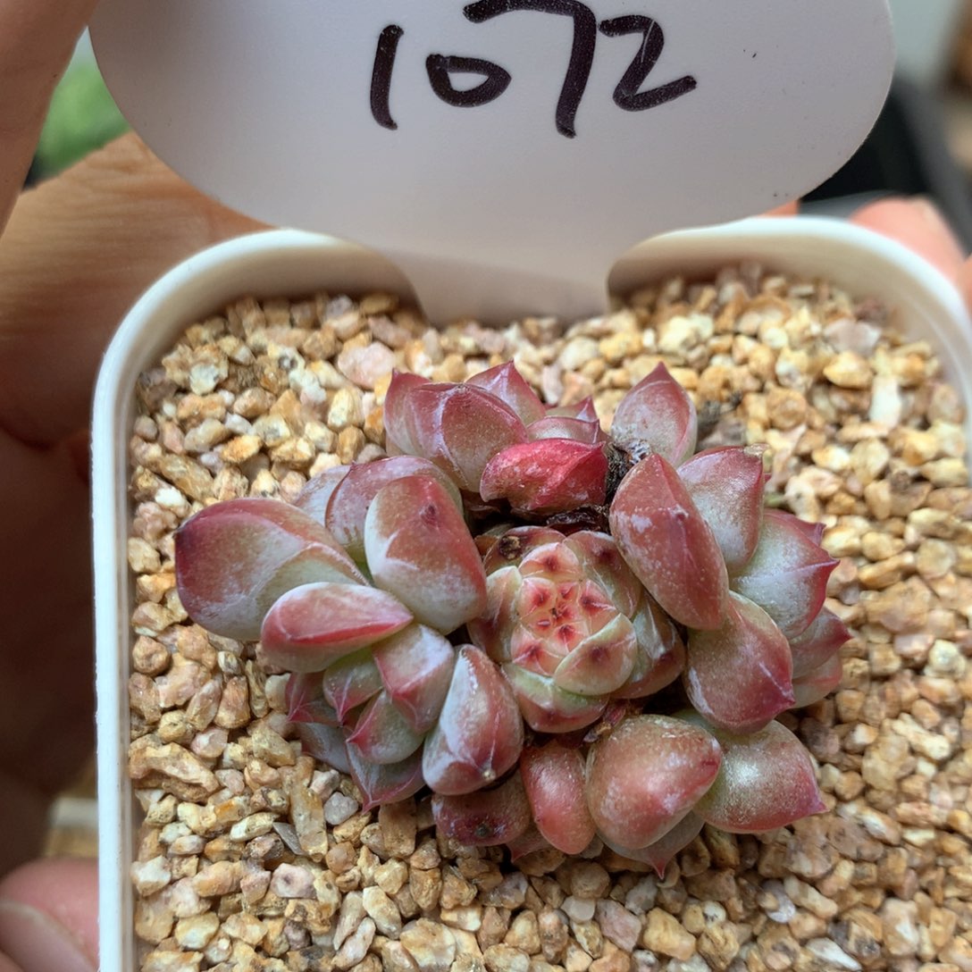 粉钻心珍妮捧花群1072