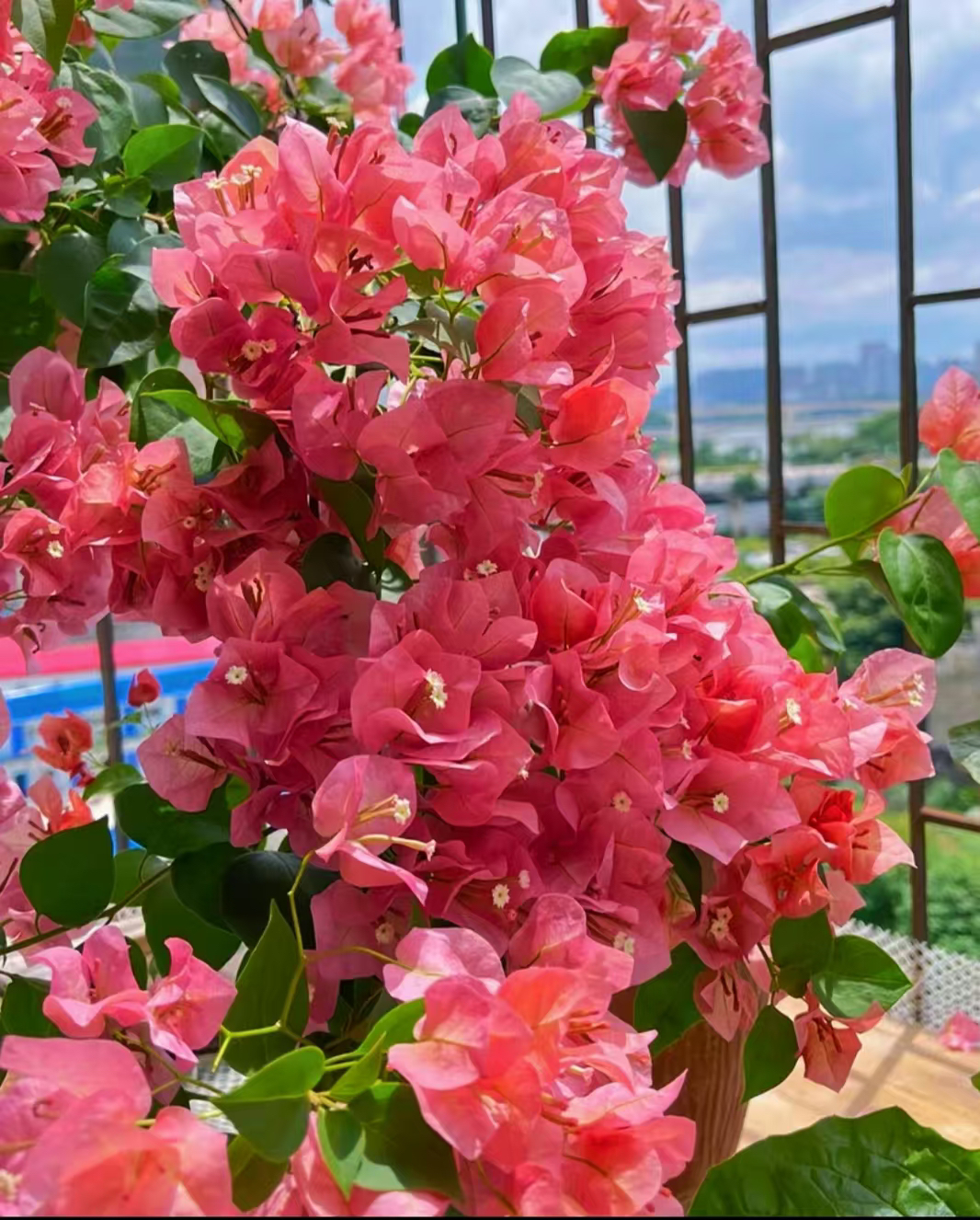 三角梅【不甜西瓜】勤花好养四季开花三角梅盆栽绿植鲜花玫瑰盆景