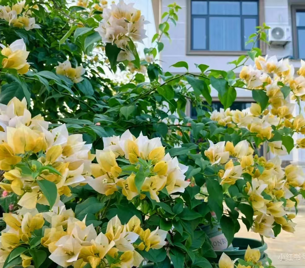 三角梅【苏瓦娜】勤花好养绿化三角梅绿樱花卉家庭鲜花花卉盆栽