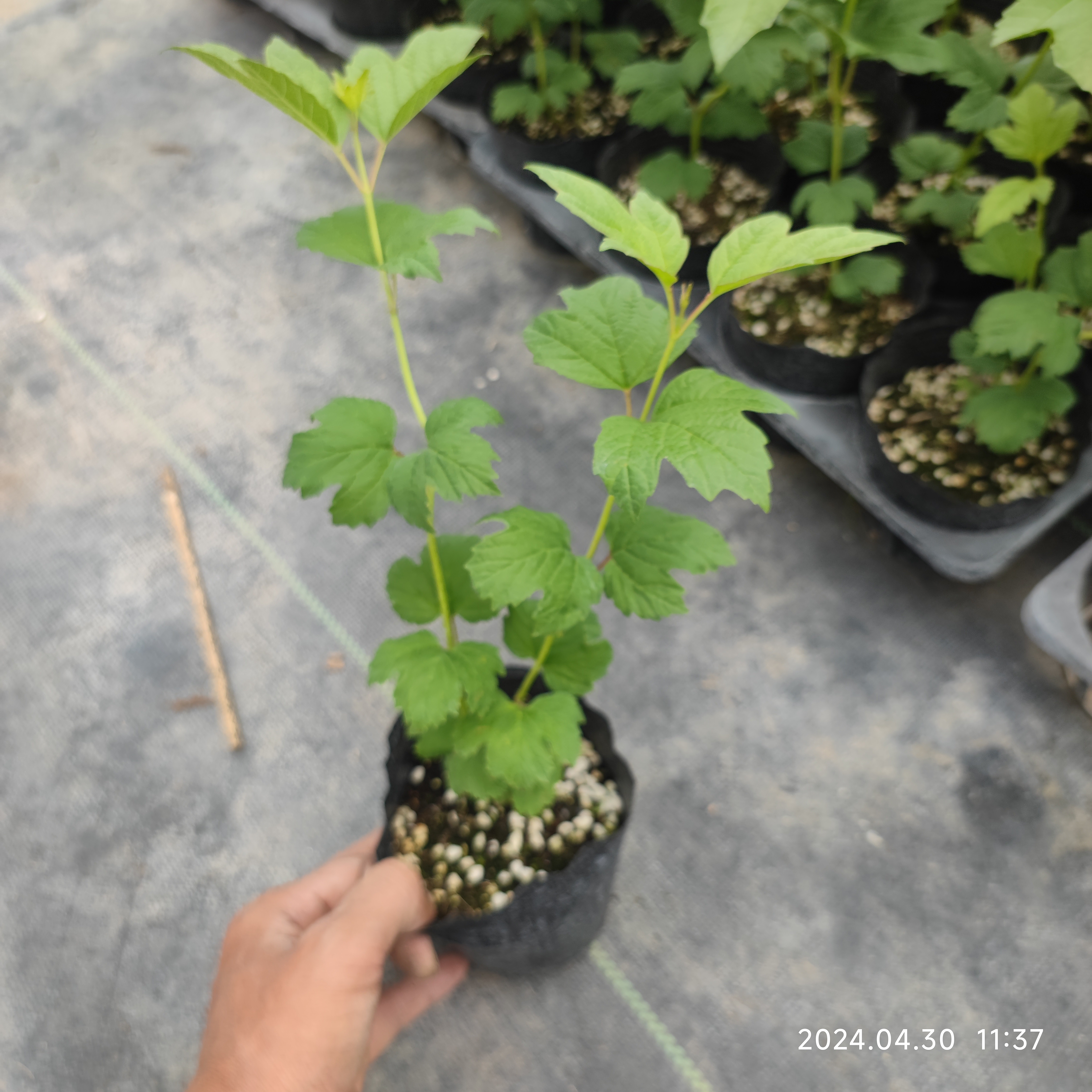 欧洲木绣球苗玫瑰