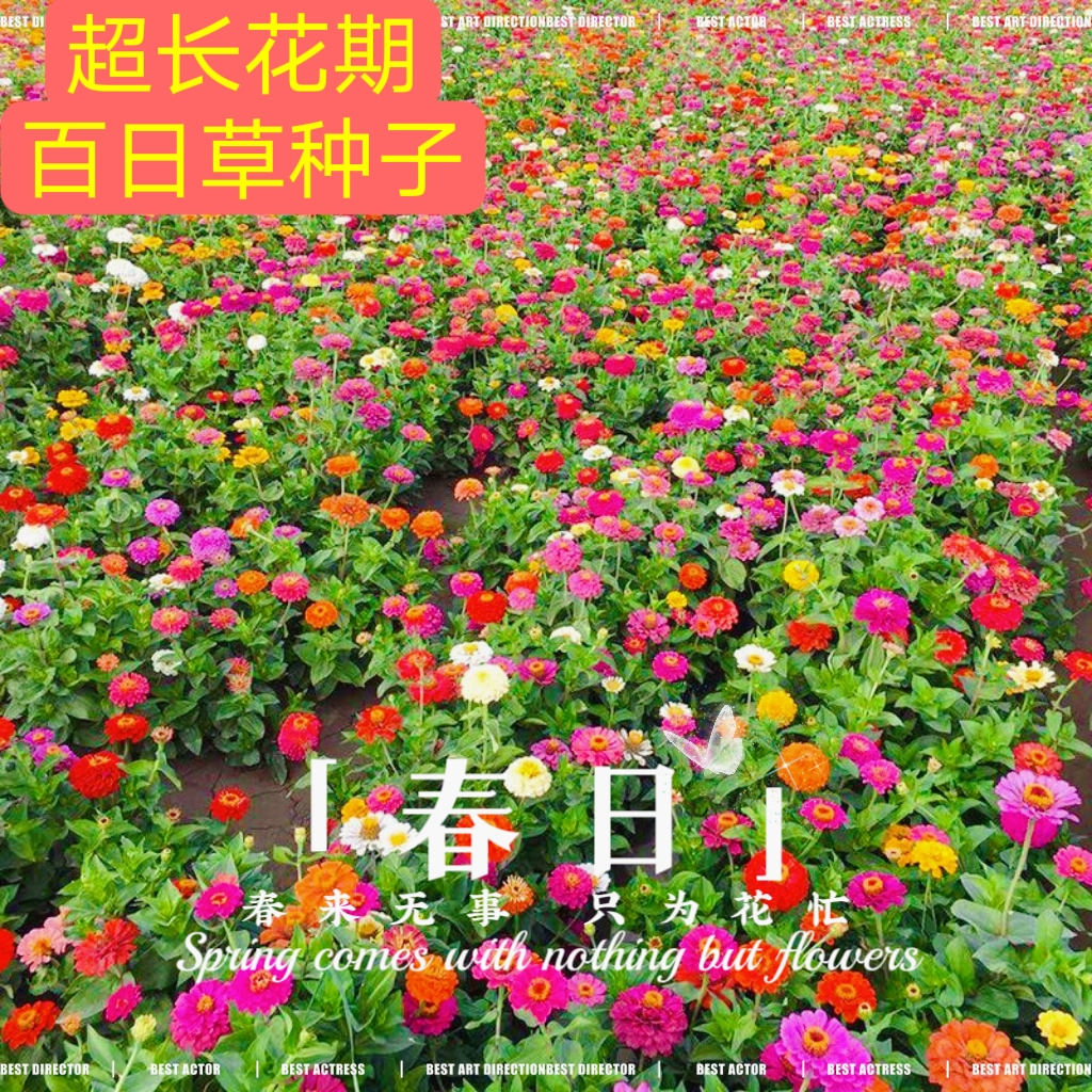 花海花卉野花组合百日草矢车菊硫化菊波斯菊道路绿化花境装饰好养