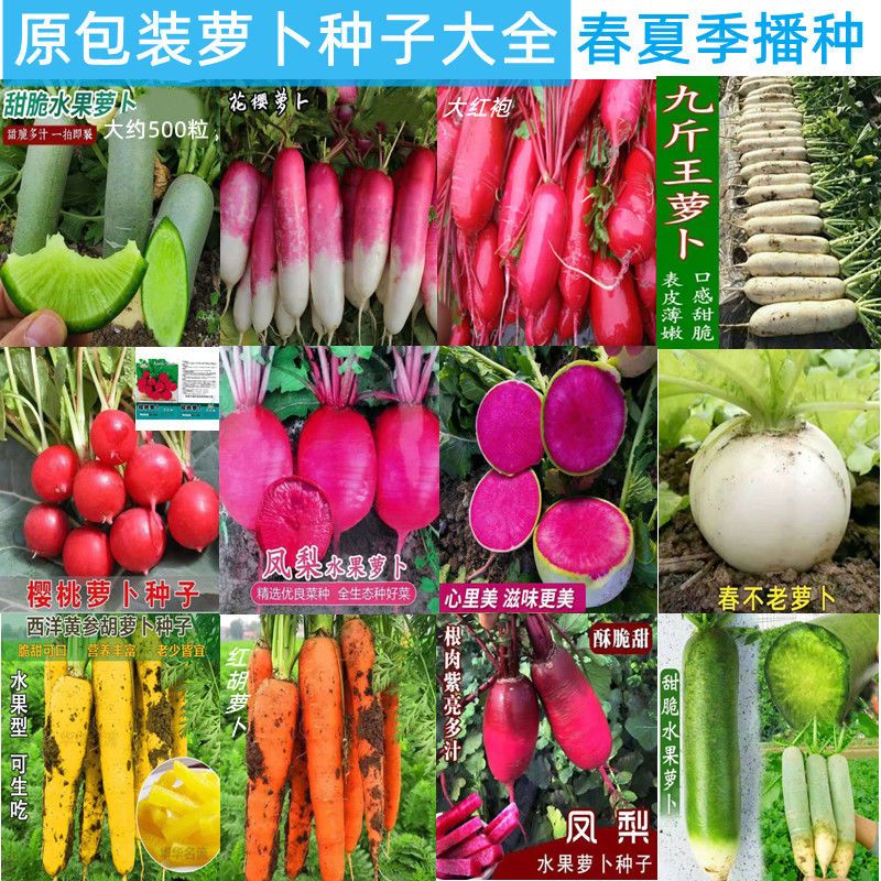 十种耐寒水果萝卜种子大全红心凤梨大红袍九斤王胡萝卜春秋冬季籽